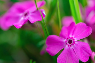 Macro photo of blooming flowers of pink carnation growing in green grass outdoors in spring time.