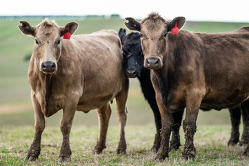 Cows grazing on grass and pasture