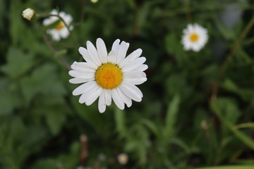 Fototapeta premium white daisy flower