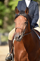 Fototapeta premium Summer hunter/jumper horse show