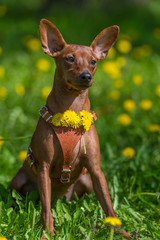 Miniature pinscher with uncut ears in the park