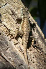 lizard on a tree trunk