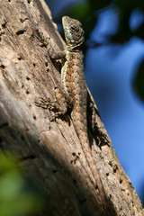 Naklejka na ściany i meble lizard on a tree trunk