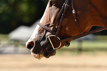 Summer hunter/jumper horse show