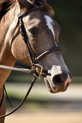 Summer hunter/jumper horse show