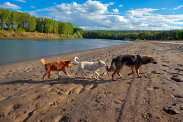 dogs walking together at the river shore 