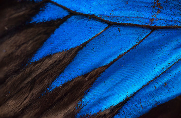 Blue radiant butterfly wing upclose