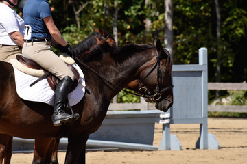 Summer hunter/jumper horse show