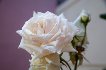 white rose green and dim garden afternoon