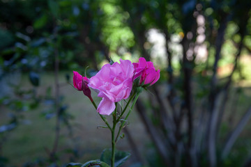 Pink rose green and dim garden afternoon