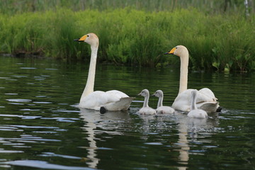 Obraz premium Whooper swan (Cygnus cygnus), also known as the common swan captured in the North of Belarus