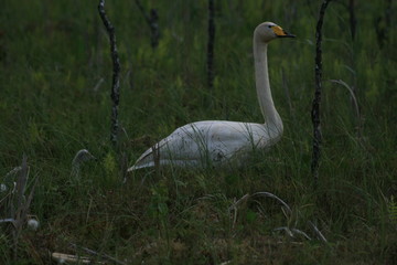 Whooper swan (Cygnus cygnus), also known as the common swan captured in the North of Belarus