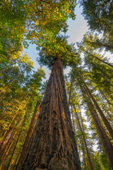 Giant Sequoia trees in northern California forest.