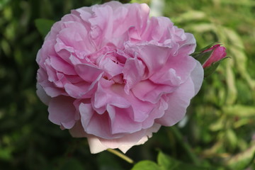 pink rose