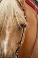 Summer western horse show