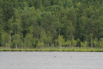 Whooper swan (Cygnus cygnus), also known as the common swan captured in the North of Belarus
