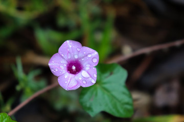 Hermosa flor magenta gotas agua pétalos cerca