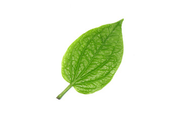 Fototapeta premium Betel leaves isolated on white background. Fresh green aromatic herbal leaves.