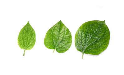 Fototapeta na wymiar Betel leaves isolated on white background. Fresh green aromatic herbal leaves.