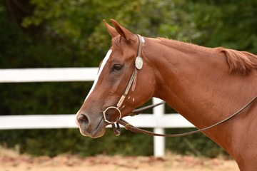 Summer western horse show