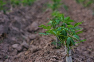 Cassava planting area of ​​Thai farmers in rural areas. Thai farmers earn income from tapioca cultivation during the beginning of the rainy season. Sustainable agriculture