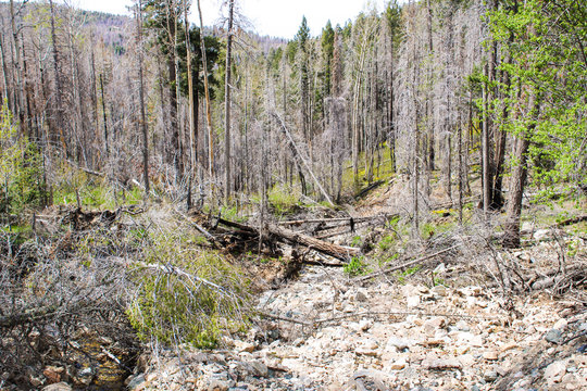 Forest Regrowth