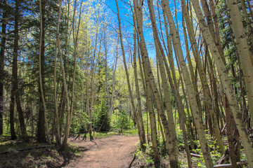 Fototapeta premium Aspen Forest