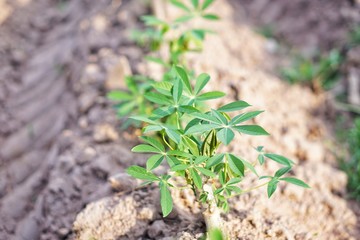 Cassava planting area of ​​Thai farmers in rural areas. Thai farmers earn income from tapioca cultivation during the beginning of the rainy season. Sustainable agriculture