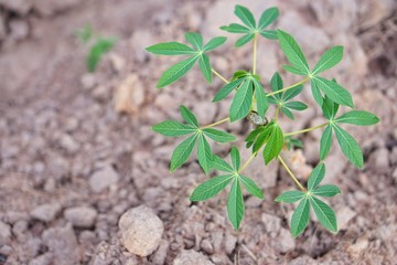 Cassava planting area of ​​Thai farmers in rural areas. Thai farmers earn income from tapioca cultivation during the beginning of the rainy season. Sustainable agriculture