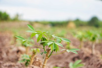 Cassava planting area of ​​Thai farmers in rural areas. Thai farmers earn income from tapioca cultivation during the beginning of the rainy season. Sustainable agriculture