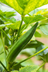 Close-up of abundant green okra.