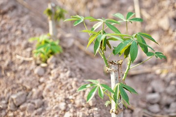 Cassava planting area of ​​Thai farmers in rural areas. Thai farmers earn income from tapioca cultivation during the beginning of the rainy season. Sustainable agriculture