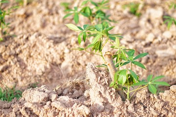 Cassava planting area of ​​Thai farmers in rural areas. Thai farmers earn income from tapioca cultivation during the beginning of the rainy season. Sustainable agriculture