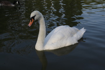 Obraz premium white swan