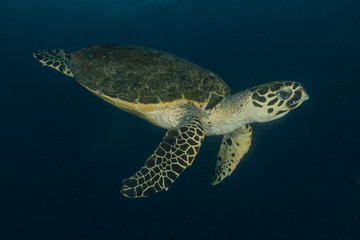 Hawksbill sea turtle in the Red Sea, dahab, blue lagoon sinai
