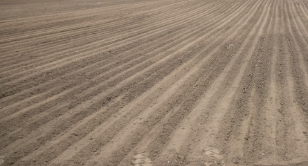 Naklejka premium plowed field in the morning