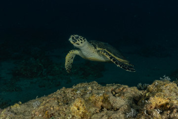Naklejka na ściany i meble Hawksbill sea turtle in the Red Sea, dahab, blue lagoon sinai 