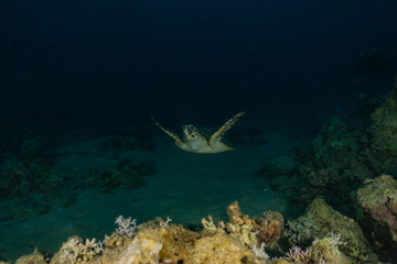 Fototapeta na wymiar Hawksbill sea turtle in the Red Sea, dahab, blue lagoon sinai 