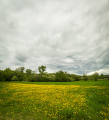 Obraz premium beautiful summer field of yellow dandelions