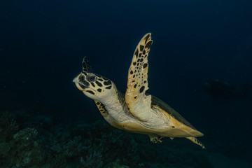 Obraz na płótnie Canvas Hawksbill sea turtle in the Red Sea, dahab, blue lagoon sinai 