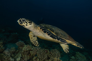 Hawksbill sea turtle in the Red Sea, dahab, blue lagoon sinai

