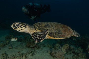 Fototapeta premium Hawksbill sea turtle in the Red Sea, dahab, blue lagoon sinai 