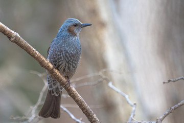 ヒヨドリ Brown-eared Bulbul