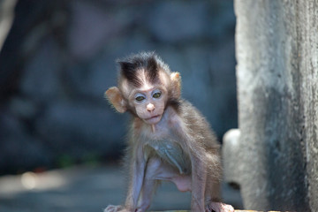 可愛いサル