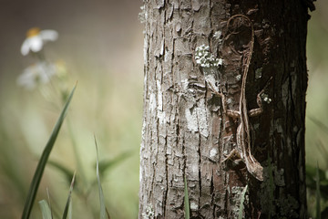 Lizard on Bark