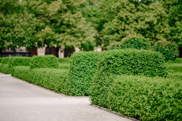 Background trees in the park.