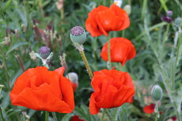 red poppy flower