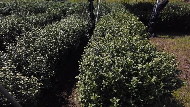 Uji green tea Matcha rows in Kyoto, slow motion pan
