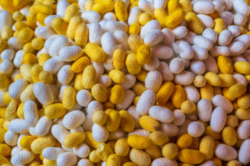Silk cocoons in Jim Thomson, Bangkok Thailand