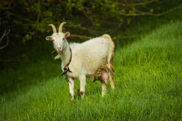 a goat grazes on a green meadow in summer